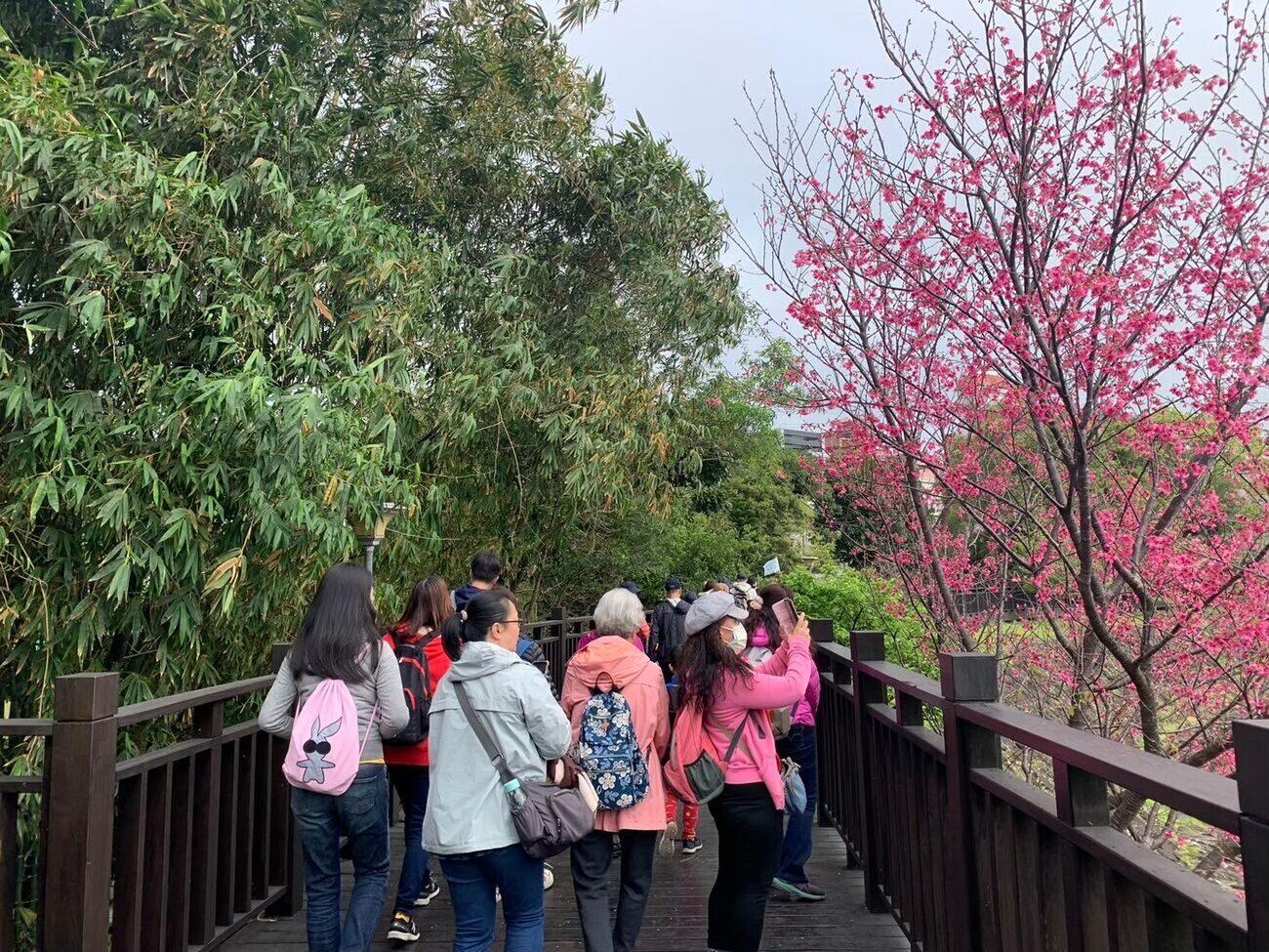 東湖內溝溪櫻花道