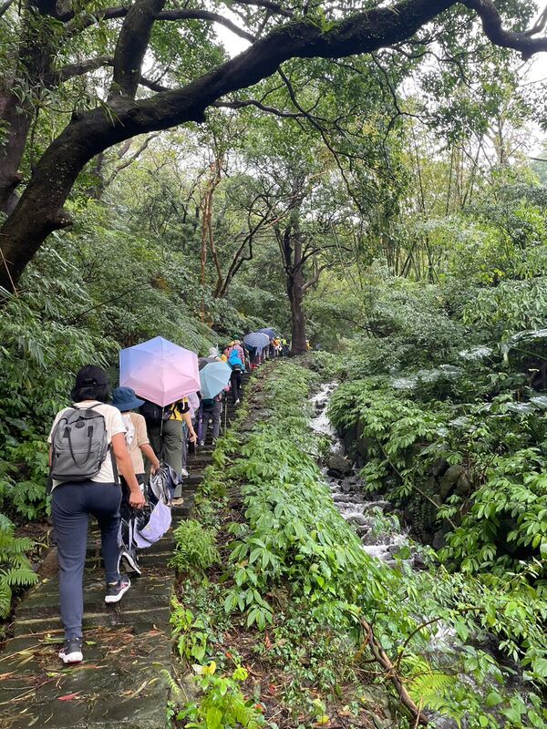 2024 陽明山十八挖水圳古道 —— 綠意盎然的古道